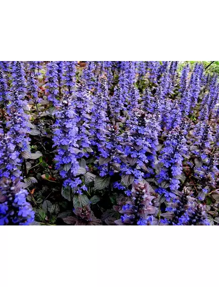 HAWAII PHARM BUGLEWEED / БАГЛЕВІД ОРГАНІК БЕЗ СПИРТУ 120 МЛ, фото 3 від магазину біодобавок nutrido.shop