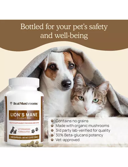 Real Mushrooms Lion's Mane / Ежовик гребенчатый органик 120 капс, фото 8 в магазине биодобавок nutrido.shop