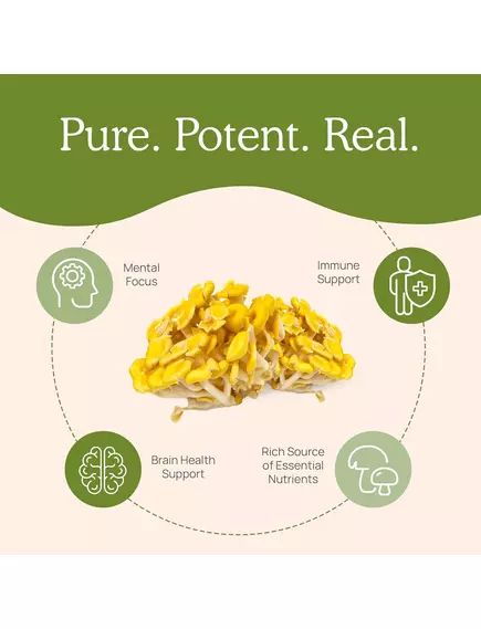 REAL MUSHROOMS ERGO+ / ЕРГОТІОНЕЇН 60 КАПСУЛ, фото 6 від магазину біодобавок nutrido.shop