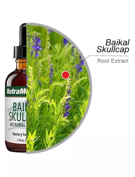 NutraMedix Baikal Skullcap / Байкальський шоломник для підтримки нервової системи 60 мл, фото 4 від магазину біодобавок nutrido.shop