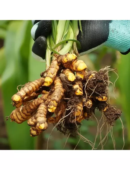 Priority One Curcumin Gold / Куркумін Голд 45 капсул, фото 6 від магазину біодобавок nutrido.shop