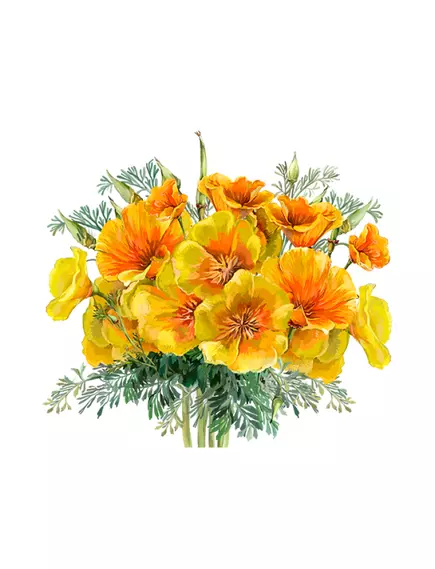 Hawaii Pharm California Poppy Organic Alcohol-FREE / Каліфорнійський мак органік без спирту 60 мл, фото 3 від магазину біодобавок nutrido.shop