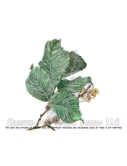 Hawaii Pharm Slippery Elm / Слизький в'яз органік без спирту 120 мл, фото 2 в магазине биодобавок nutrido.shop