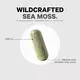 CODEAGE WILDCRAFTED SEA MOSS / СИРІ МОРСЬКІ ВОДОРОСТІ ДЛЯ ПІДТРИМКИ ЩИТОПОДІБНОЇ ЗАЛОЗИ 120 КАПСУЛ, фото 3 від магазину біодобавок nutrido.shop